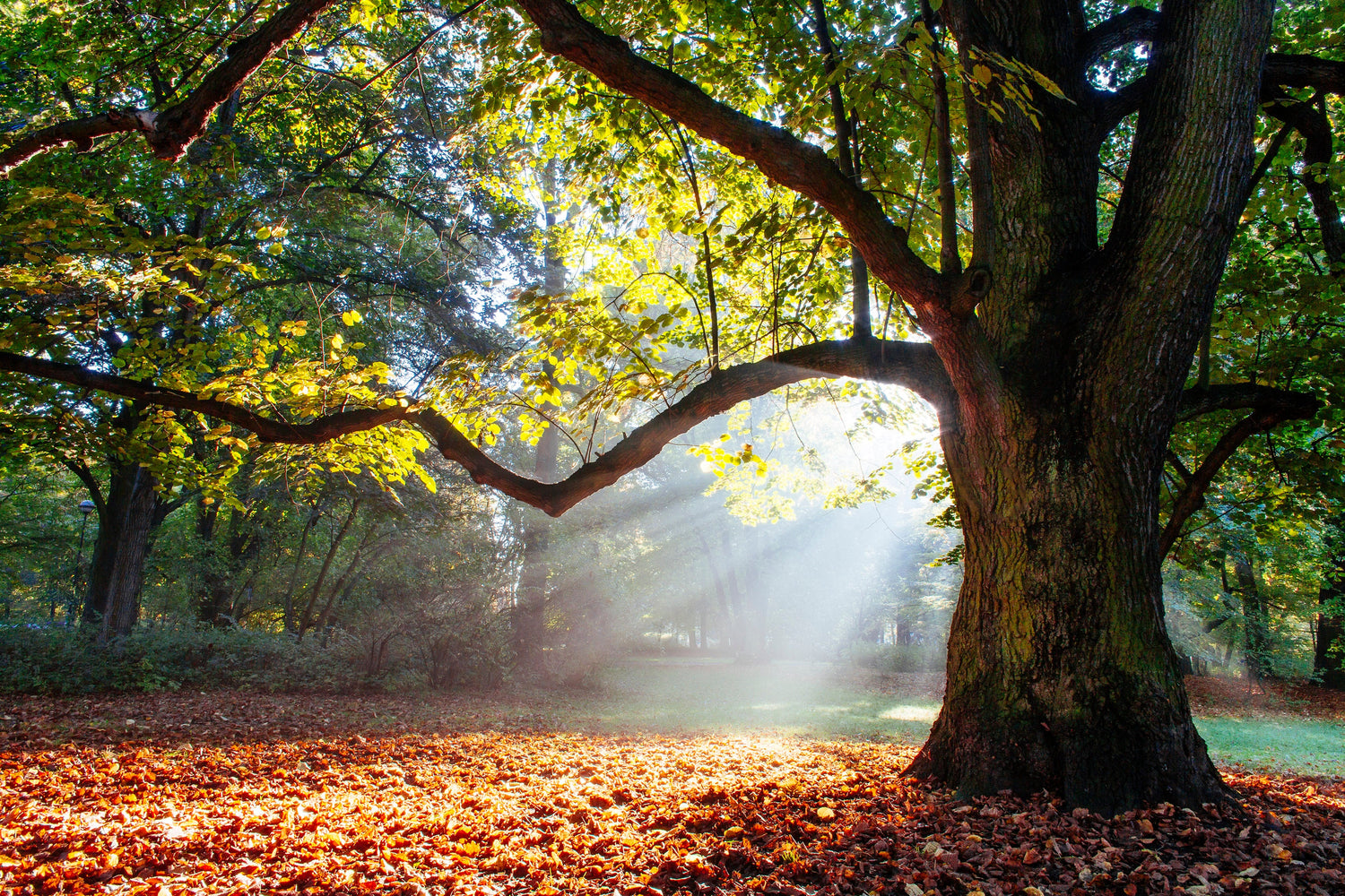 THE OLD OAK TREE